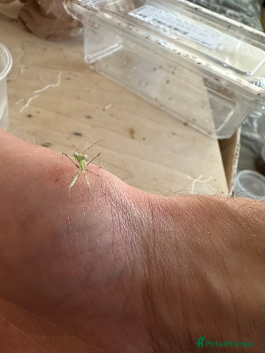 Praying Mantis invertebrates for sale: Giant Asian mantis nymph  - Advert 5