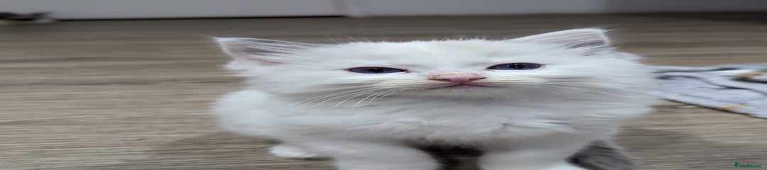 Ragdoll Kitten 1