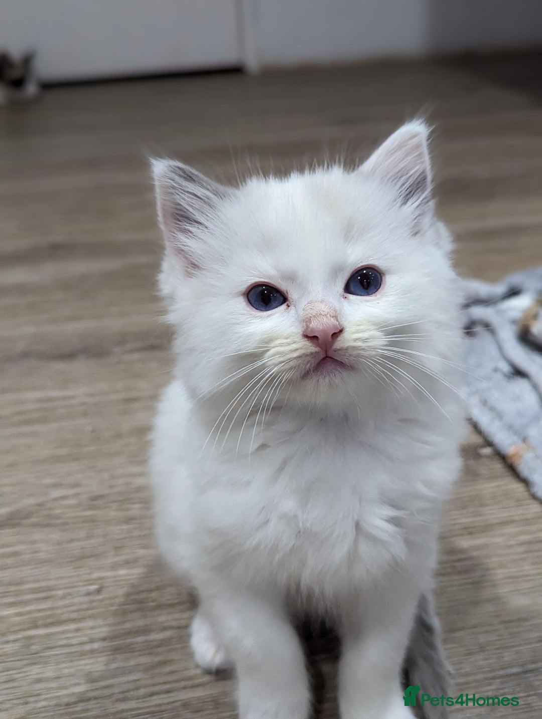Ragdoll cats for sale: Gorgeous Ragdoll kittens  - Image 4
