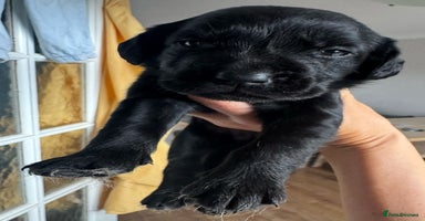 Springador dogs - Advert 4