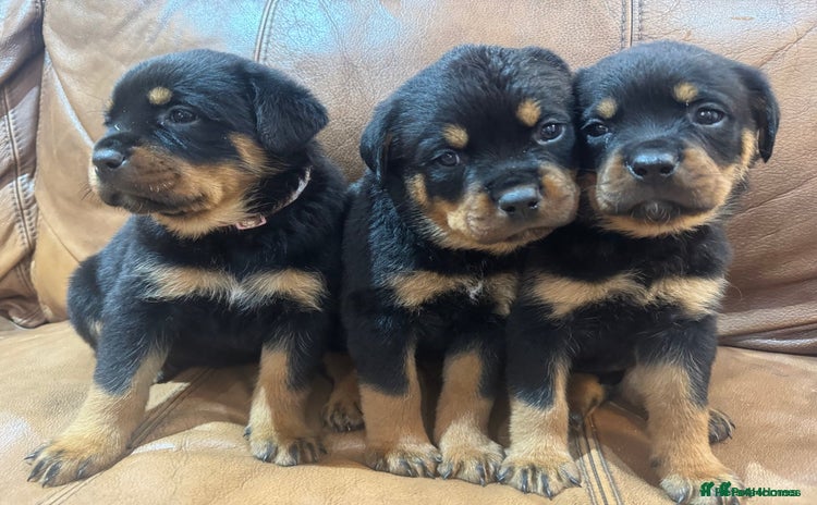 Rottweiler dogs - Advert 1