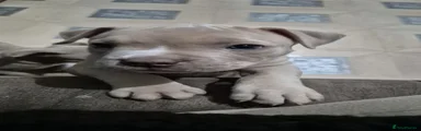American Bully Puppy 3