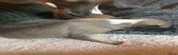 Whippet dogs for sale: magical whippets - Advert 17