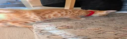 Mixed Breed cats for sale: Beautiful half Bengal kittens - Advert 21