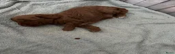 Toy Poodle dogs for sale: Kc registered toy poodle apricot - Advert 5