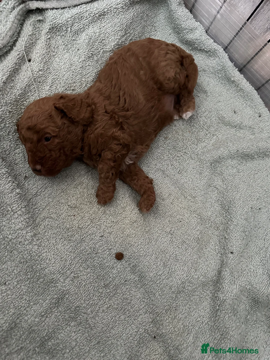 Toy Poodle dogs for sale: Kc registered toy poodle apricot - Advert 5