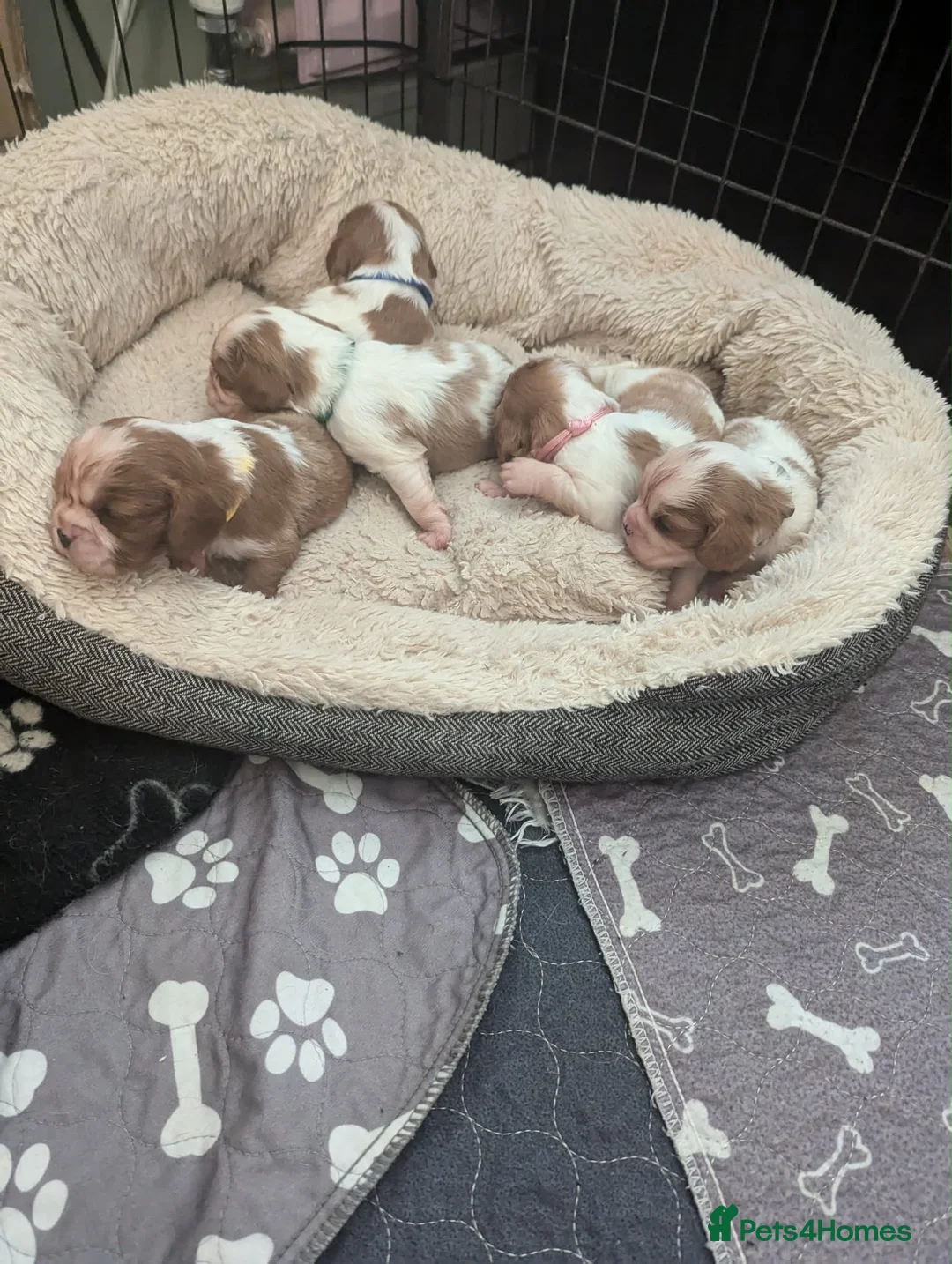 Cavalier King Charles Spaniel dogs for sale: King Charles cavalier puppies  in Maryport - Advert 2