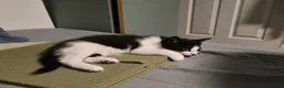 Mixed Breed cats for sale: THREE LOVELY KITTENS Looking for a Home  - Advert 3