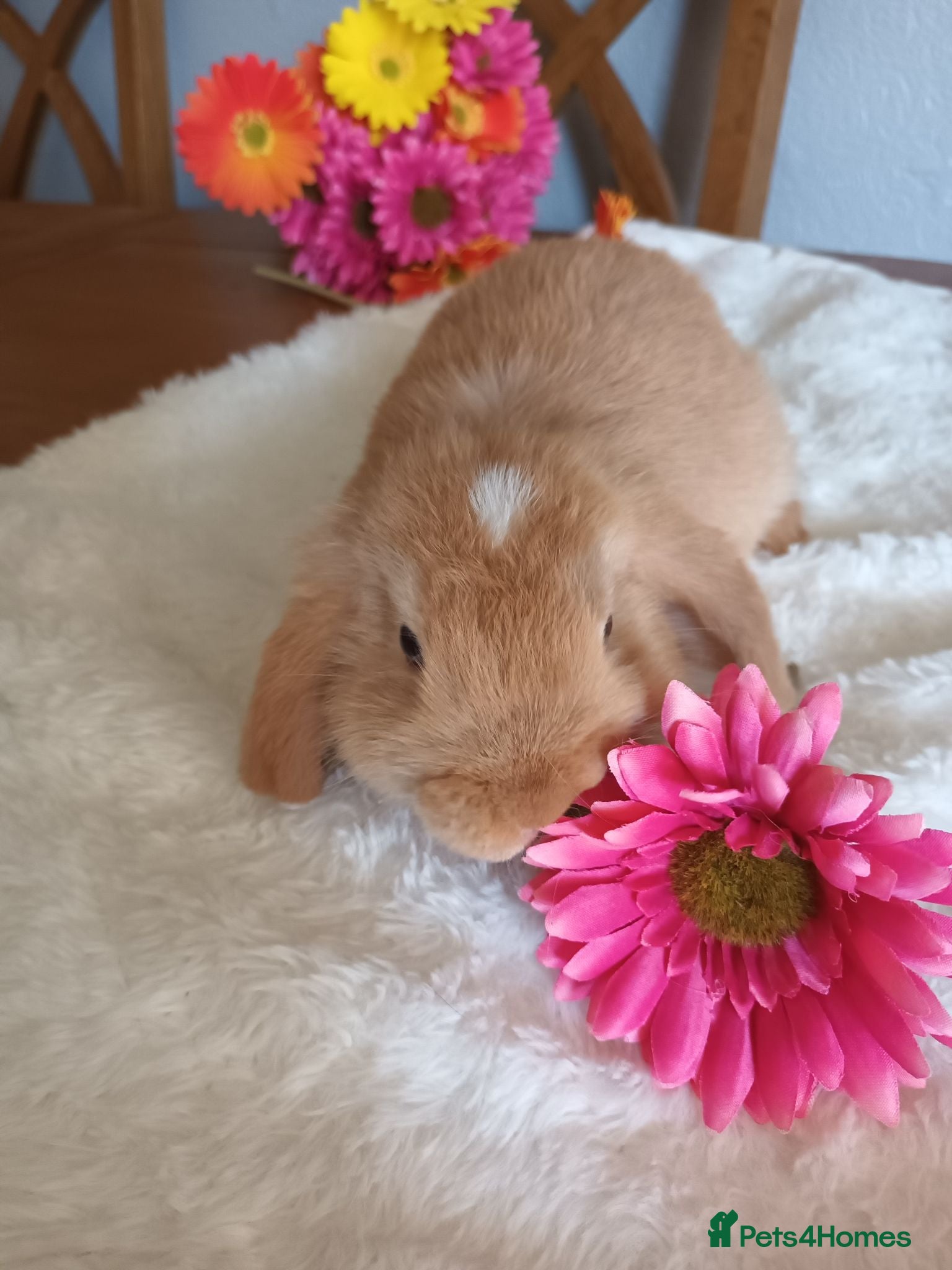 Mini Lop rabbits Beautiful mini lops  - Advert 5