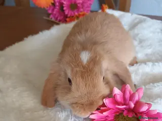 Mini Lop rabbits Beautiful mini lops - Advert 5