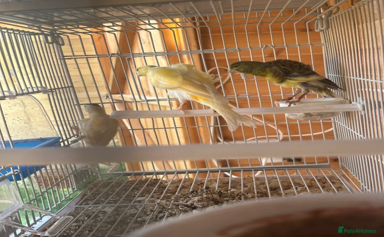 Canaries birds - Advert 12