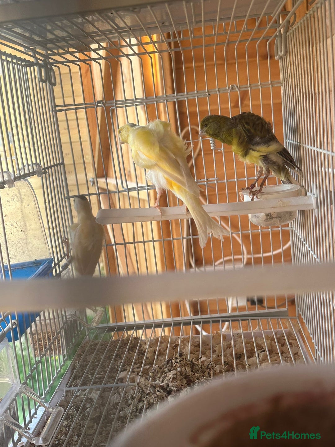 Canaries birds for sale: 3 young canaries  - Image 1
