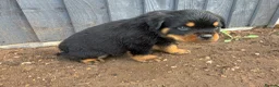 Rottweiler dogs for sale: 🏆🐾 5STAR BREEDERS🐾🏆KC REG girl and boys 💖💙 - Advert 22
