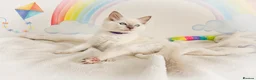 Ragdoll cats for sale: GCCF Registered Ragdoll Kittens - Advert 3