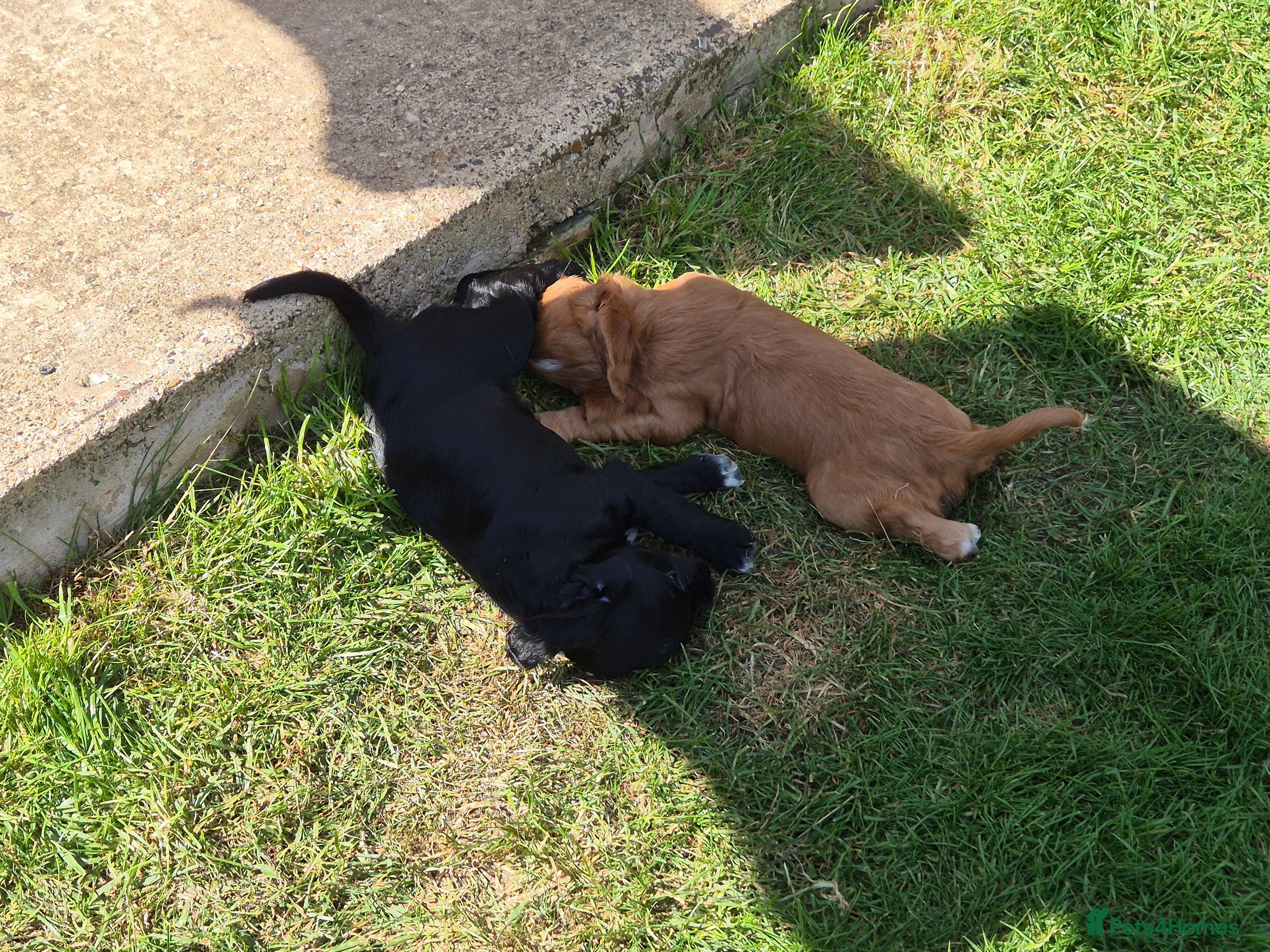 Cocker Spaniel dogs for sale: 1 beautiful black & white boy left kc registered  - Advert 27