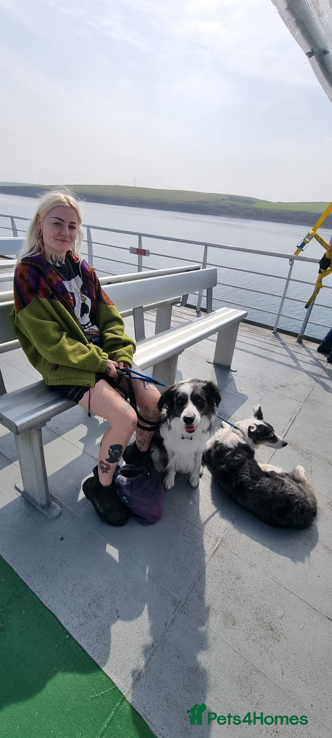 Border Collie dogs for stud: *proven* health tested working merle border collie in Leeds - Image 5