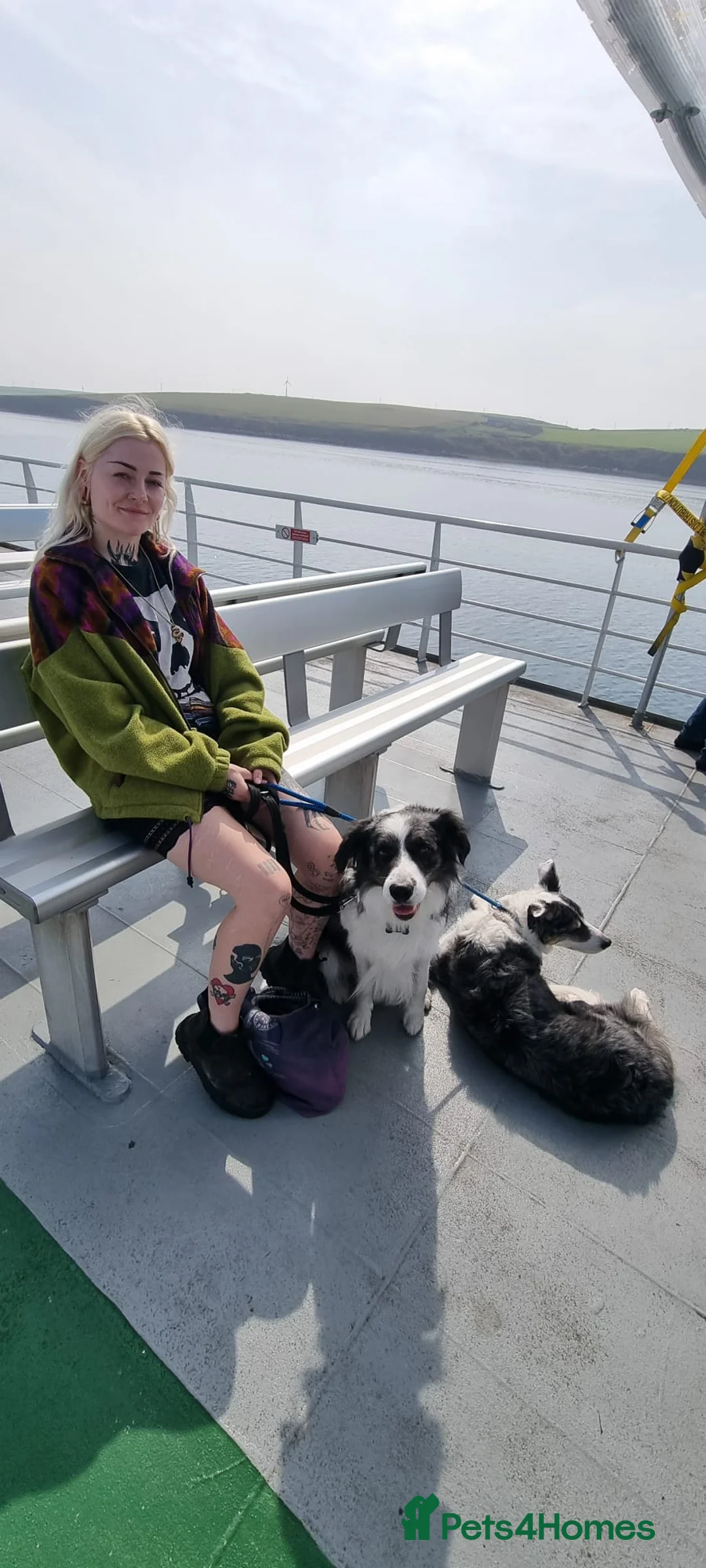 Border Collie dogs for stud: *proven* health tested working merle border collie in Leeds - Advert 17