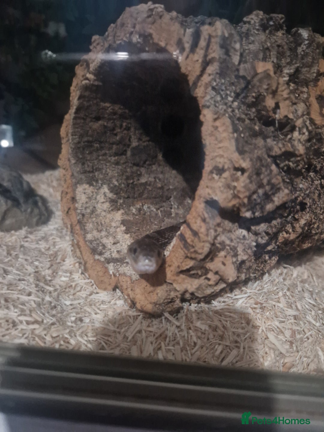 Corn Snake reptiles for sale: 5ft corn snake and viv - Advert 3