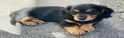 Miniature Dachshund dogs for sale: Black&Tan Puppies Looking for Their Forever Homes! - Advert 8