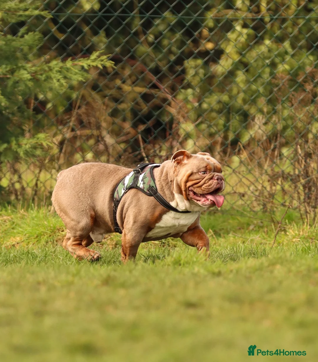 English Bulldog dogs for stud: KC fluffy and curly coat carrier bulldog stud  - Advert 2