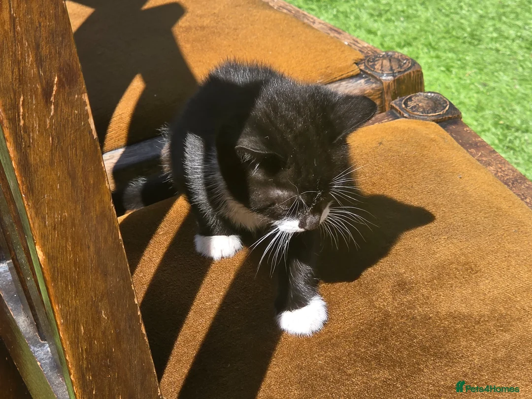 Mixed Breed cats for sale: CUTE KITTENS FOR SALE (NEED GO ASAP) - Advert 16