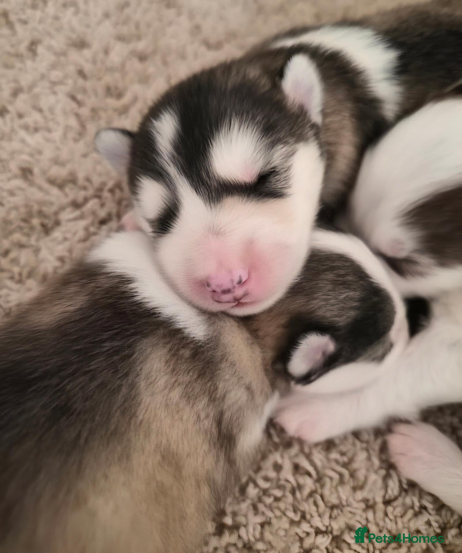 Alaskan Malamute dogs Pedigree Alaskan Malamutes Puppies - Advert 1