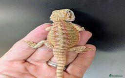 Bearded Dragon reptiles for sale: Baby Bearded Dragons ready now.  - Image 18