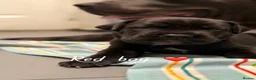 Cane Corso dogs for sale: CANE CORSO PUPPIES. 🐾🐾VIEWINGS NOW WELCOME🐾🐾 - Advert 9