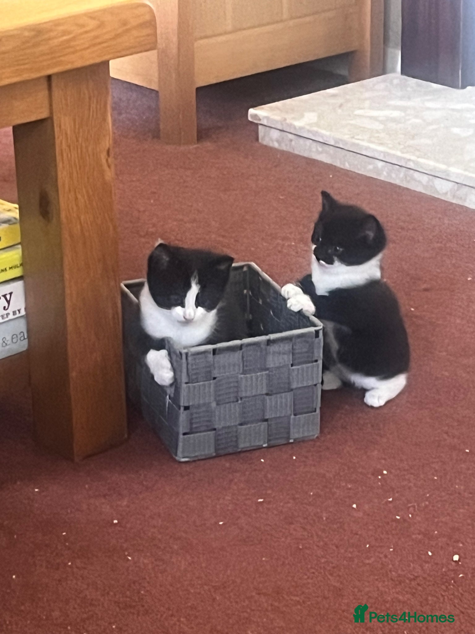 Mixed Breed cats for sale: The Tuxedo Quartet - Advert 7