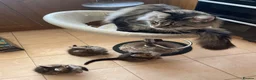Maine Coon cats for sale: Tufty ears and big paws  - Advert 8