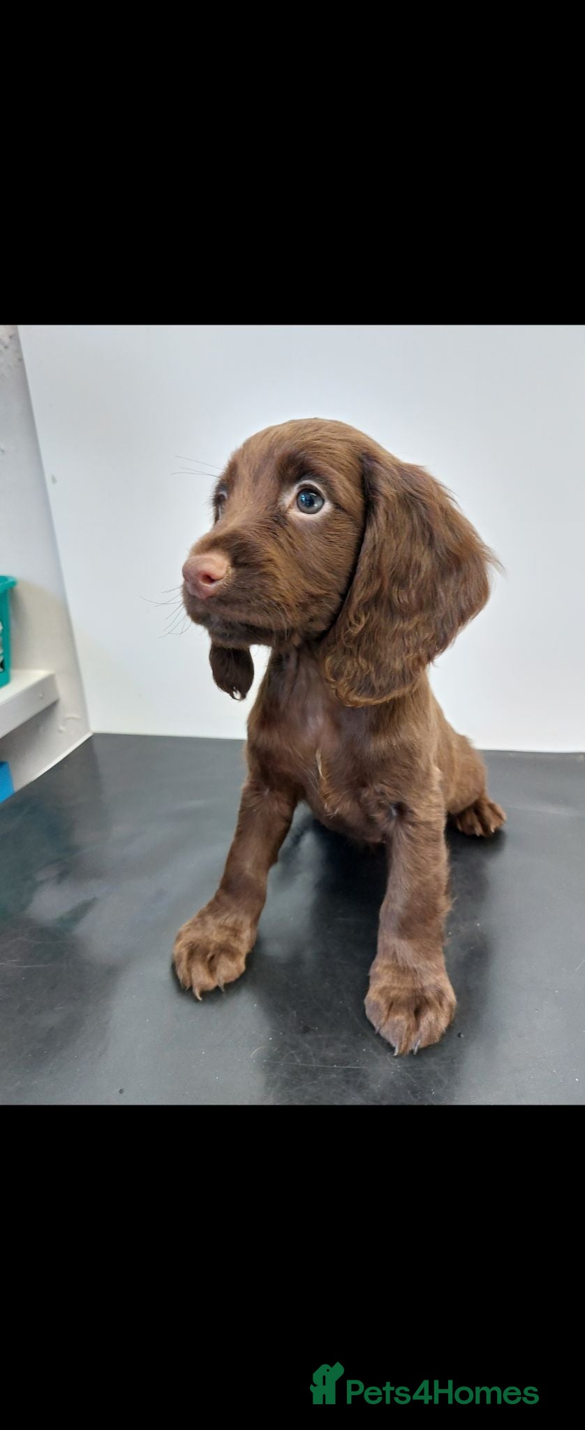 Cocker Spaniel dogs Health tested working cocker spaniels  - Advert 1