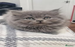 British Shorthair cats for sale: Scottish paddlefish  - Image 1