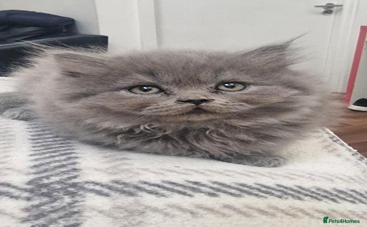 British Shorthair cats - Advert 6