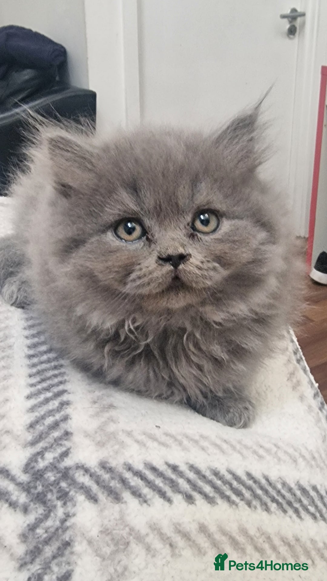 British Shorthair cats for sale: Scottish paddlefish  - Image 1