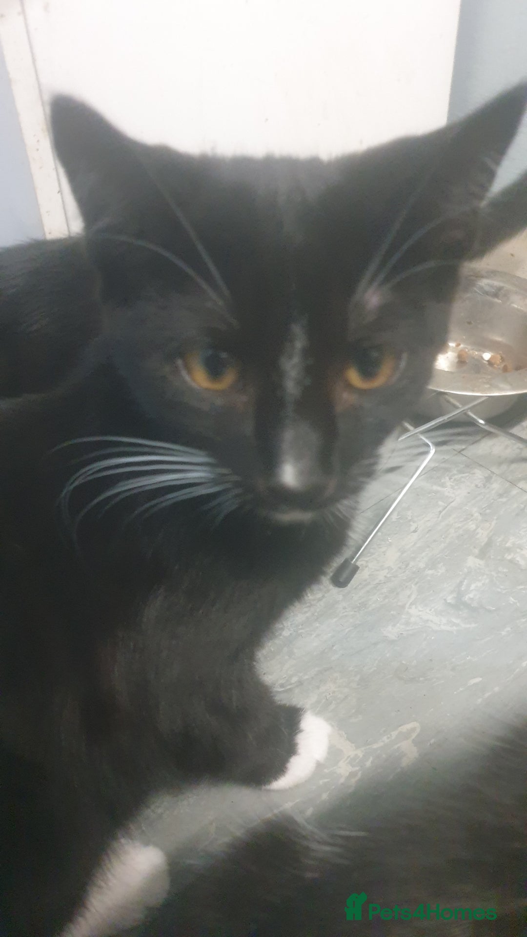 Domestic Shorthair cats for sale: Domestic kittens for sale - Advert 12