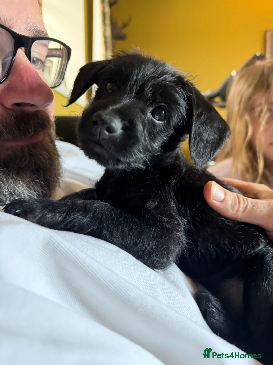 Mixed Breed dogs for sale: One Patterpoo Boy left 💙🐾 - Advert 1