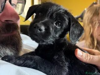 Mixed Breed dogs One Patterpoo Boy left 💙🐾 - Advert 4