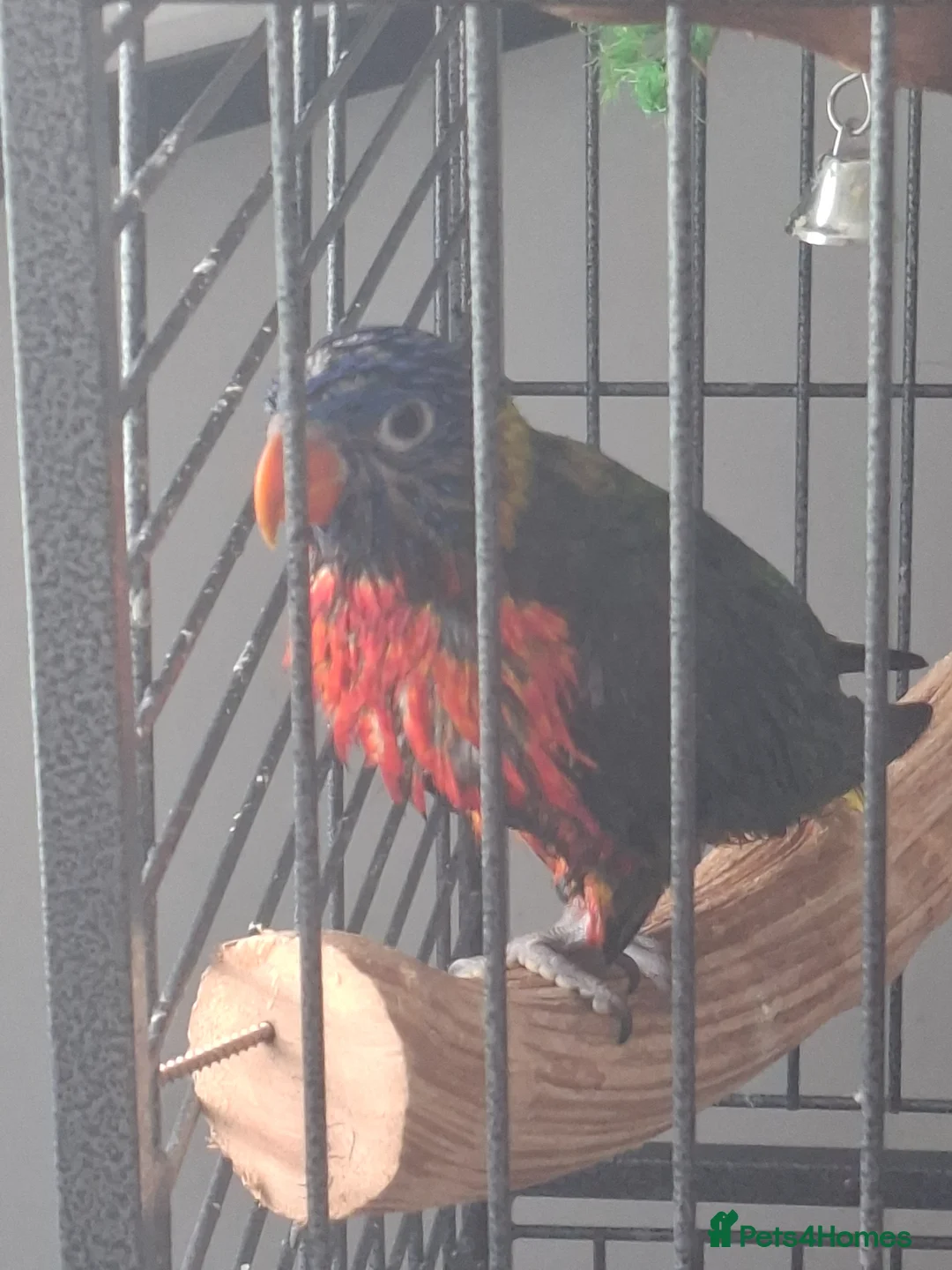 Lorikeets birds for sale: Rainbow loki Koko in Morecambe - Advert 2
