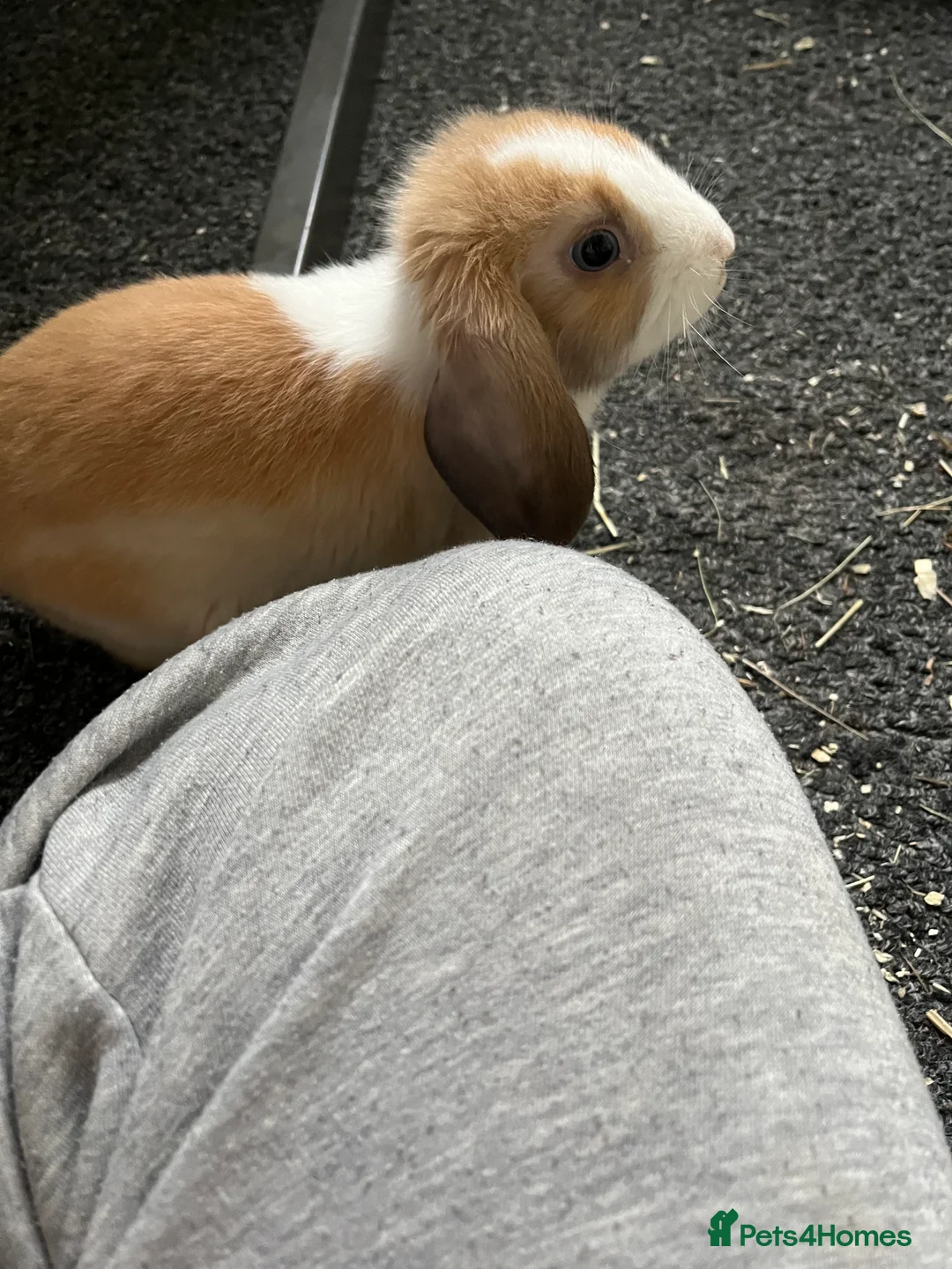 Mixed Breed rabbits for sale: cute and playful bunny with all her stuff - Advert 2