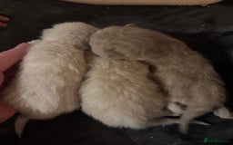 Bengal cats for sale: REDUCED Snow BengalS 1 REMAINING FEMALES REDUCED in Hook - Image 4
