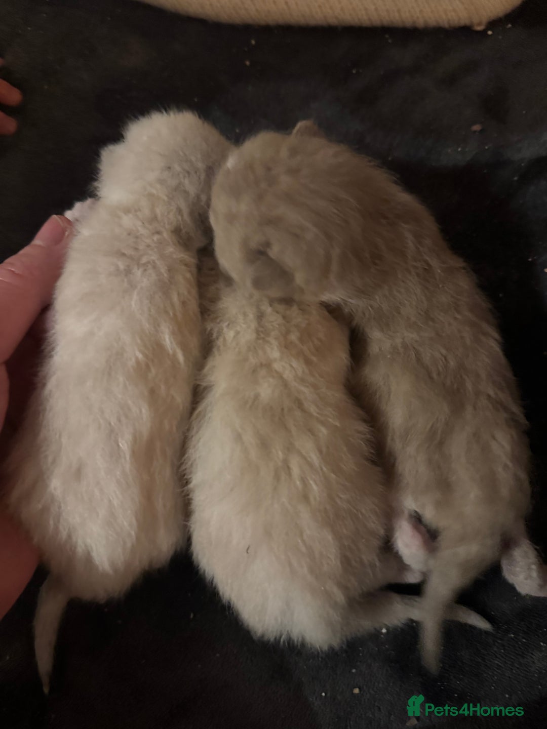 Bengal cats for sale: REDUCED Snow BengalS 1 REMAINING FEMALES REDUCED in Hook - Image 4