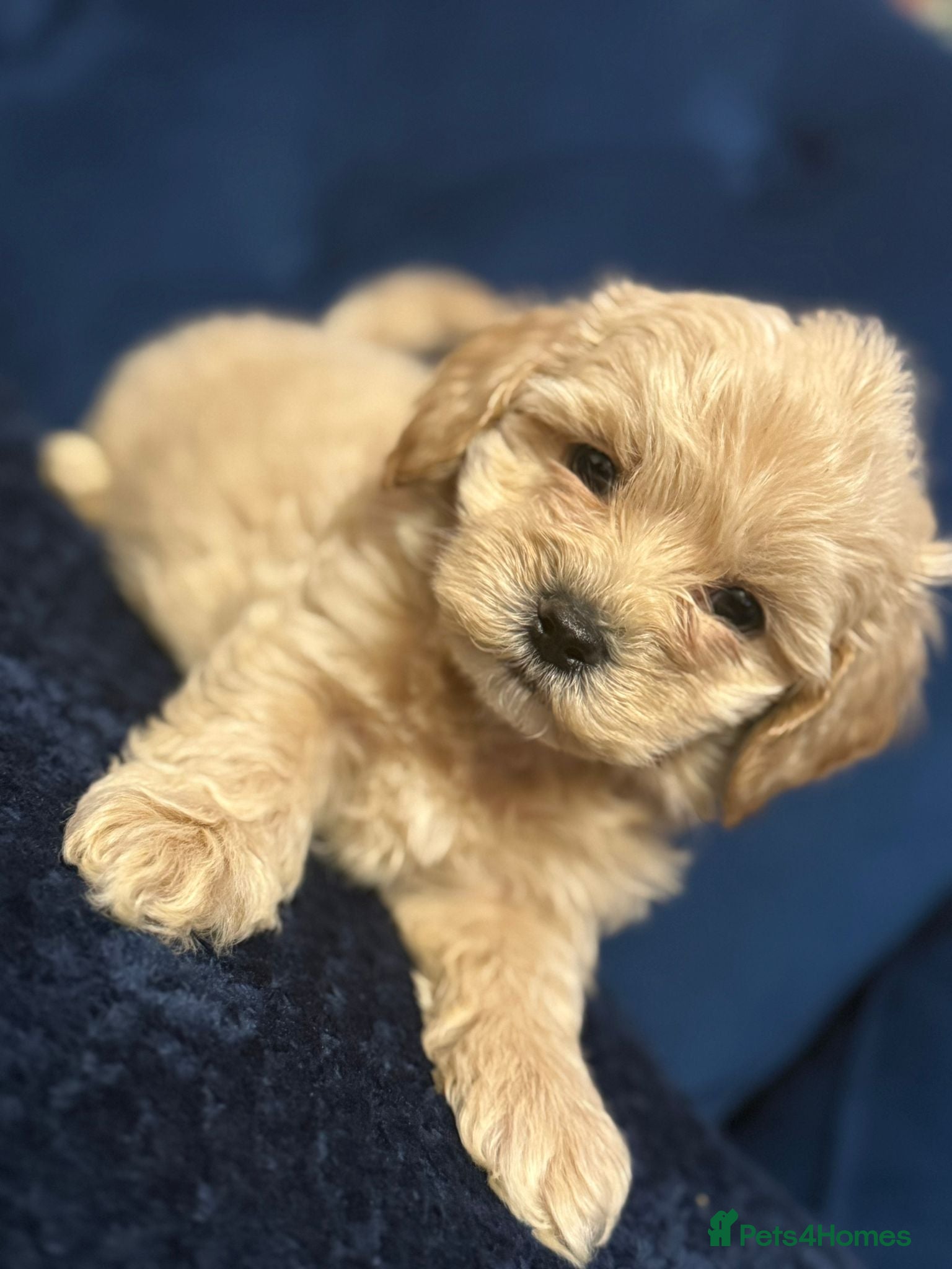 Maltipoo dogs Outstanding maltipoo 1  boy left only - Advert 18