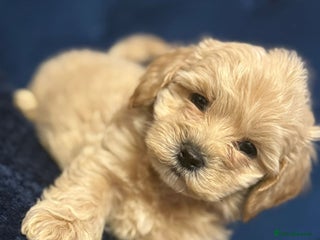 Maltipoo dogs Outstanding maltipoo 1 boy left only - Advert 11