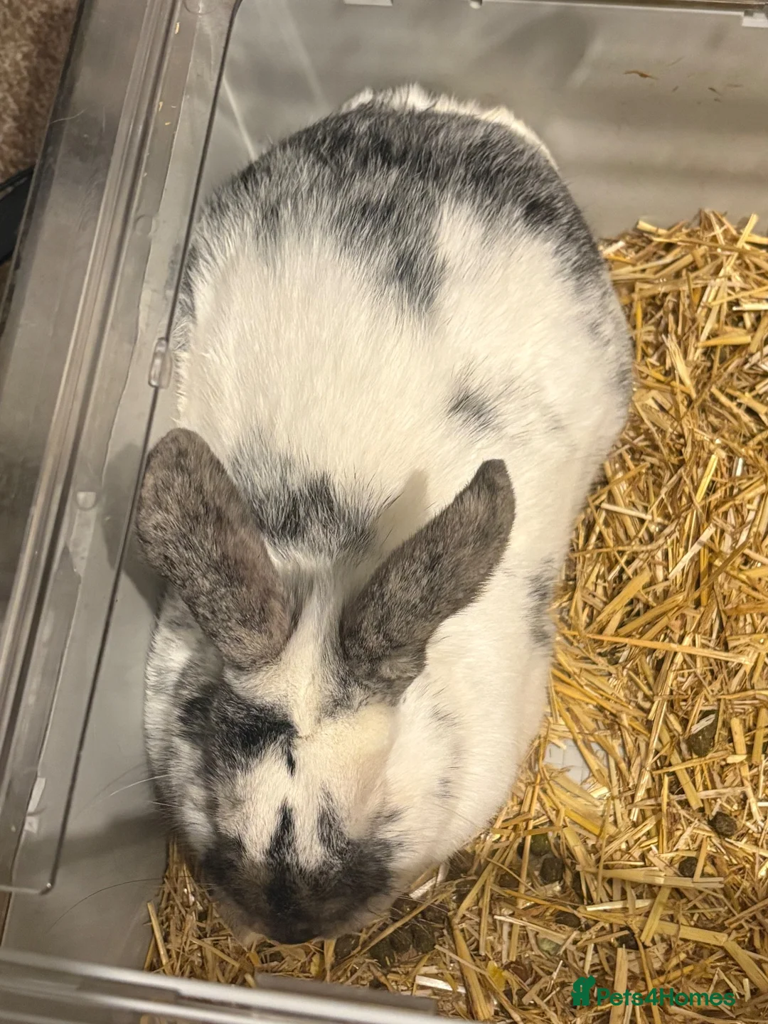 Mixed Breed rabbits for sale: rabbit and cage for sale  in Wolverhampton - Advert 2