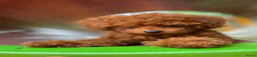 Toy Poodle Puppy 2
