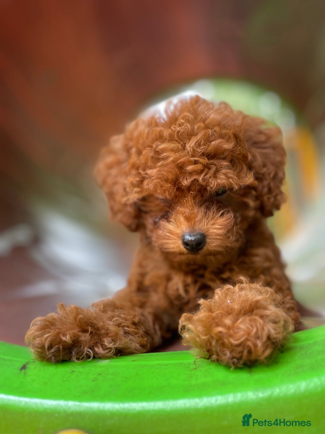 Toy Poodle dogs for sale: Poodle Toy Puppy calm, gentle, with full doc. - Image 5