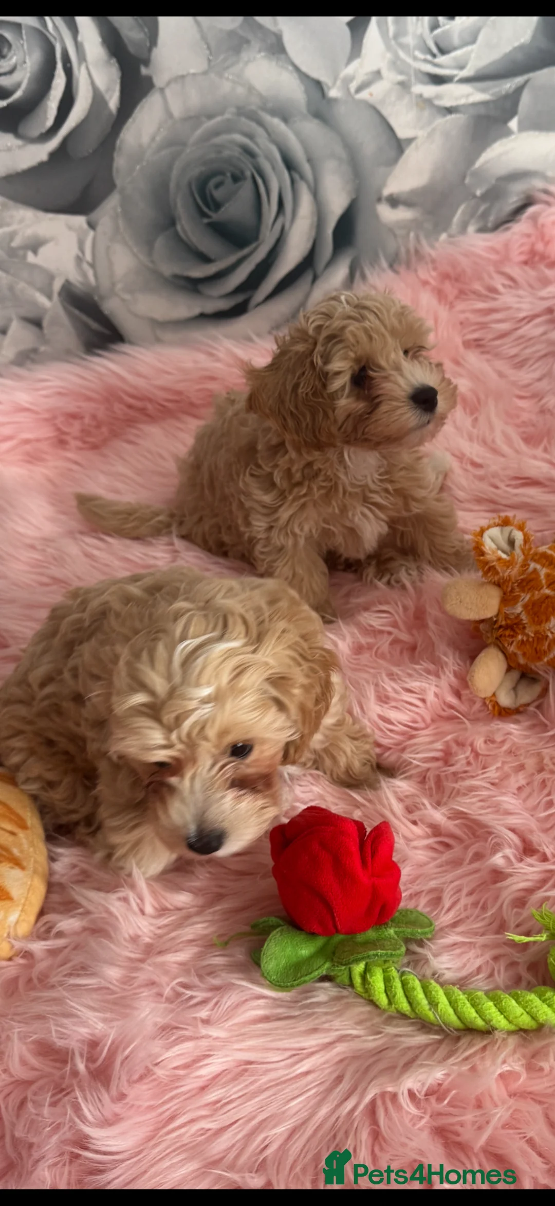 Maltipoo dogs for sale: Beautiful Maltipoo ready to go 2 girl 1 boy  - Advert 2