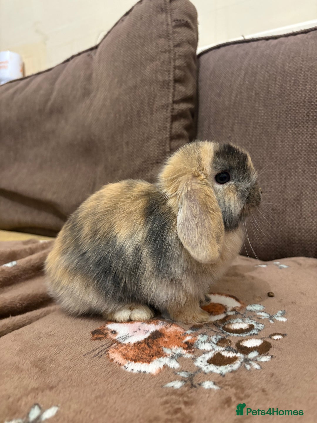 Mini Lop rabbits for sale: Bonded Mini Lop Harlequin Pair. Sold Together Only - Advert 2