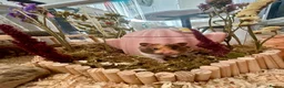 Hamster rodents for sale: Waiting list - Syrian hamster babies  - Advert 4