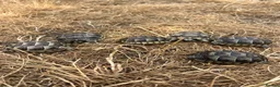 Tortoise reptiles for sale: Uk Bred Spur thighed tortoises  - Advert 4